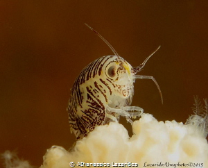 Iphimedia obesa. An amphipod living among soft corals. Si... by Athanassios Lazarides 